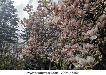 A closeup shot of a magnolia tree with flowers under bright sunlight