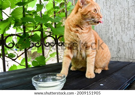 Photos of ginger cat drinking milk