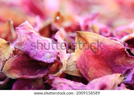 Dry petals of a red climbing rose