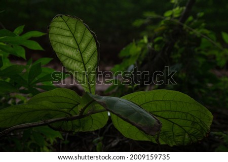 Terminalia catappa leaves in the rainy season.