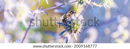 Big black insect eats pollen on blue flower. Big insect on blue flower in garden. Blue Eryngium flowers, close up. Banner.