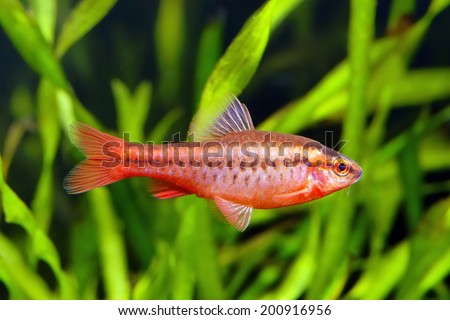 cherry barb fish  in the planted aquarium