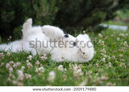 Funny Samoyed puppy dog top view in the garden on the green grass and clover flowers