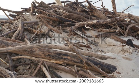 This is a picture of a pile of logs, that washed ashore and now rest on the sand dunes at a local beach.