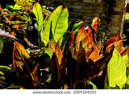 Exotic tropical plants form a garden border                               