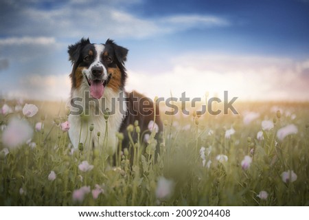 Australian shepherd dog on the some summer photography.  Royalty-Free Stock Photo #2009204408