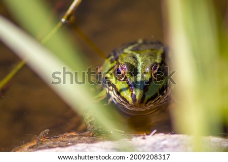 A frog swimming in a lake