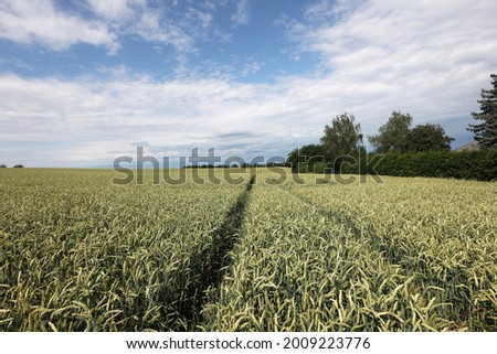 A Beautiful view of Wheat ears ripen in the field in summer under blue sky