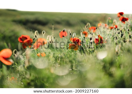 Bright red buds of blooming poppies in a field in the evening warm sun