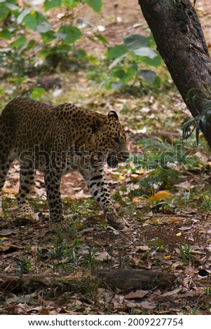 A beautiful shot of a majestic leopard walking in the forest next to the tree