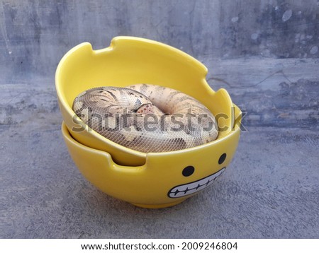 a ball python is sitting on a pile of yellow bowls with a picture of facial expressions on an old newspaper background