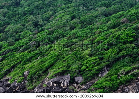 natural trees growing on a slope of the rocky island that tilted by the wind 