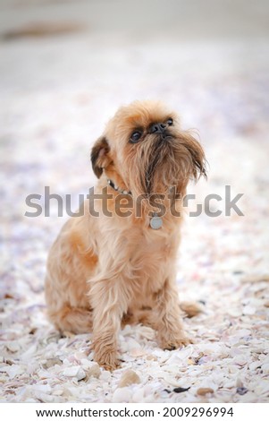 Portrait image of brussels griffon dog sitting politely on a beautiful beach covered in shells