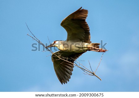 Black Crowned Night Heron flying back to its nest, holding a branch to build a nest.