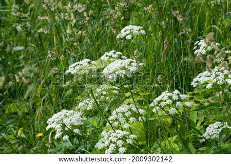 Aegopodium podagraria blooms with white flowers in a summer meadow. Close-up.