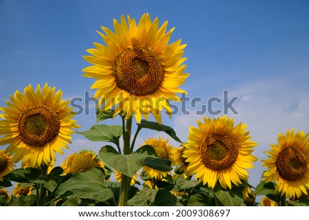 sunflowers the beautiful yellw summer flowers close up in the sunshine