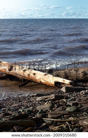 Fallen Trees on Shore of Lake Superior