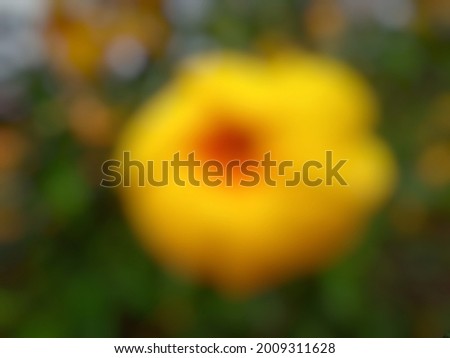defocused abstract background of yellow flower