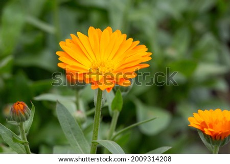 Orange flower of the pharmacy calendula blooming on a natural green background in the garden or in the field. Medicinal calendula.