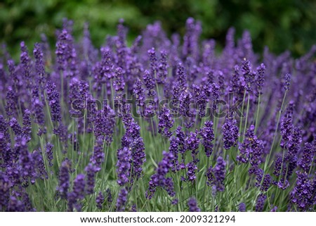 Closeup of flowers of lavender Lavandula angustifolia 'Hidcote' growing in a garden in summer Royalty-Free Stock Photo #2009321294