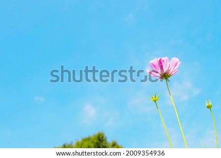 Under the blue sky, a pink flower is facing the sun.