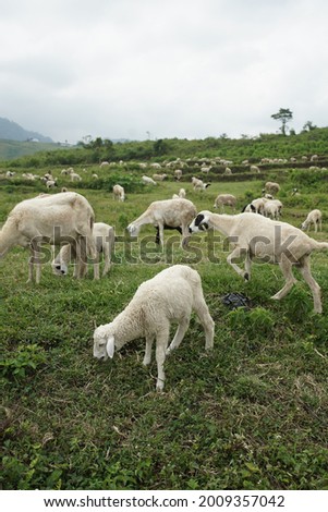 Sheep eat grass in the field