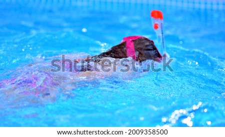 Child playing in swimming pool. Diving in water. Summer vacation at home.