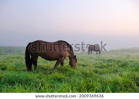 Two brown horses are grazing on misty green meadow in morning light