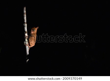 Endangered Western or Horsfeilds Tarsier Cephalopachus bancanus one of world smallest primates looks around at night in jungles of Borneo they are noctural,use large eyes to hunt for prey