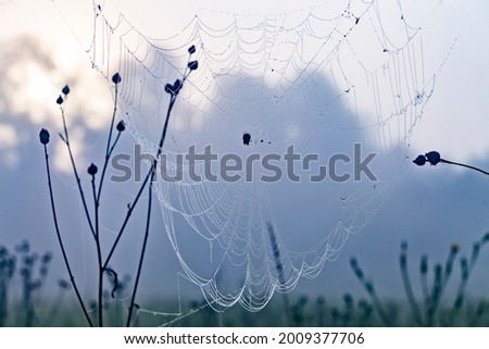 Close up abstract art macro photography of cobweb or spiderweb with rain or dew water drops in the morning fog. Natural abstract background.