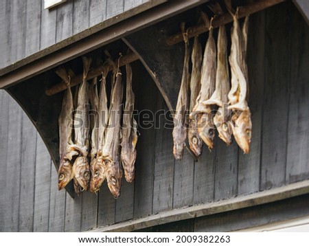 Stockfish hanging on the typical  wooden house in Thorshavn, Streymoy Island. Torshavn Old Town, capital of Faroe Islands, Denmark, North Europe