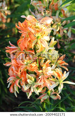 Orange lily flowers of the 'Must see' variety Royalty-Free Stock Photo #2009402171