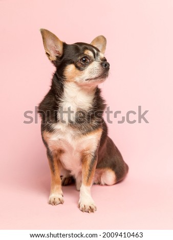 A small Chihuahua dog on a pink background. Looks away, a blank to advertise a veterinary store.