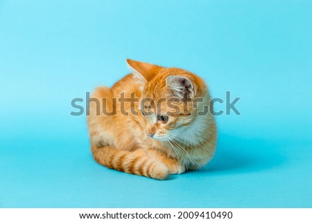Cute red kitten on blue background. Playful and funny pet. Copy space.