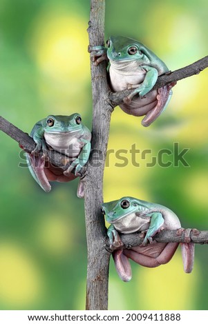 tree frogs perched on a branch, dumpy frog