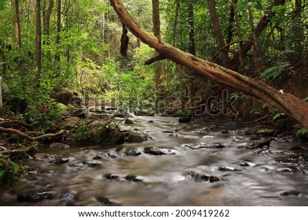 beautiful nature and stream in the forest 