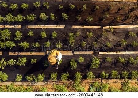 A young girl in a straw hat is standing in the middle of her beautiful green garden, covered in black garden membrane, view from above. A woman gardener is watering the plants with watering can Royalty-Free Stock Photo #2009443148