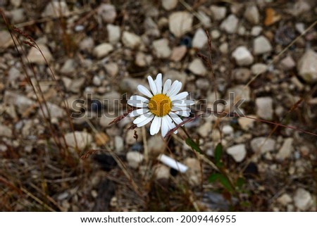 A beautiful little flower grows on a stone path along the side of the road. View from above. . High quality photo Royalty-Free Stock Photo #2009446955