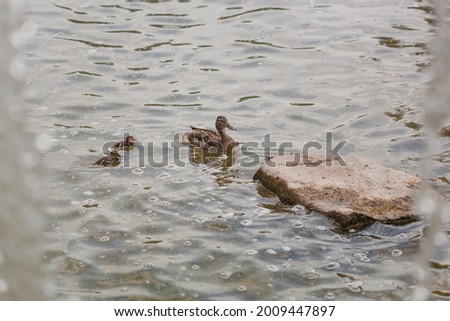 Mallard female and two ducklings swimming in the river or lake near the stone and waterfall
