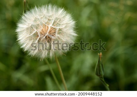 Closed Bud of a dandelion. Dandelion white flowers in green grass. High quality photo Royalty-Free Stock Photo #2009448152