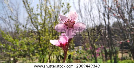 Beautiful and adorable gentle pink flower of a peach tree during a sunny spring day.