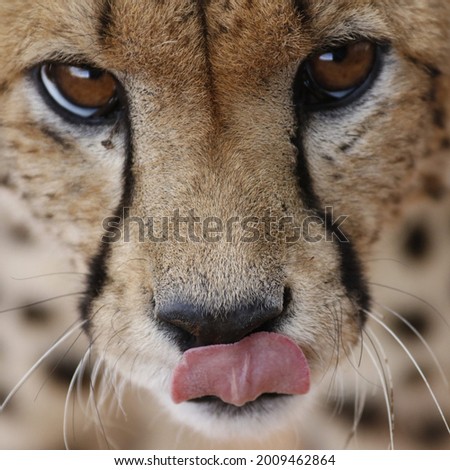 Nothing like a close-up to real nature. This was a young 3-year old male cheetah, ready for his next catch.