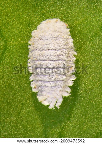 Solanum mealybug, Phenacoccus solani (Hemiptera: Pseudococcidae) is the dangerous pest of different plants, including economically important tropical fruit trees and ornamental plants Royalty-Free Stock Photo #2009473592
