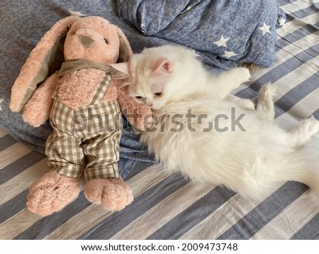 Pink plush bunny.  cute soft and small white persian kitten