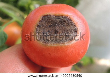 A water-soaked spot at the blossom end of tomato fruits is the classic symptom of blossom-end rot. It is a physiological disorder caused by a calcium imbalance within the plant Royalty-Free Stock Photo #2009480540