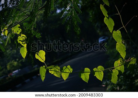 Backlighting on creeper plant leaves in road side by morning sunlight