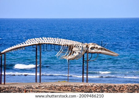 Photo Picture of the Dry Whale Mammal Skeleton
