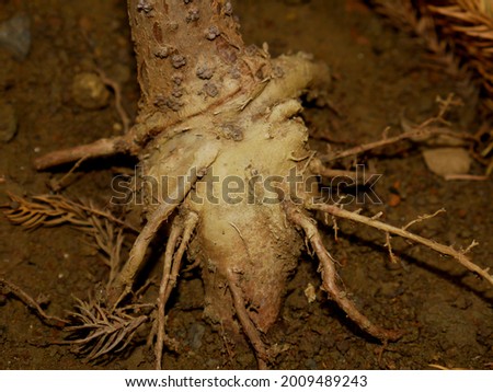 Plant roots closeup image on soil land, Nature presentation for commercial use.