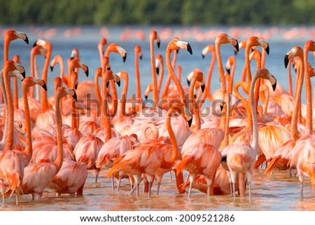 American aka Caribbean flamingos Phoenicopterus ruber at the lagoon of Celestun, Yucatan, Mexico Royalty-Free Stock Photo #2009521286