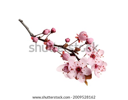 Cherry tree branch with beautiful pink blossoms isolated on white Royalty-Free Stock Photo #2009528162
